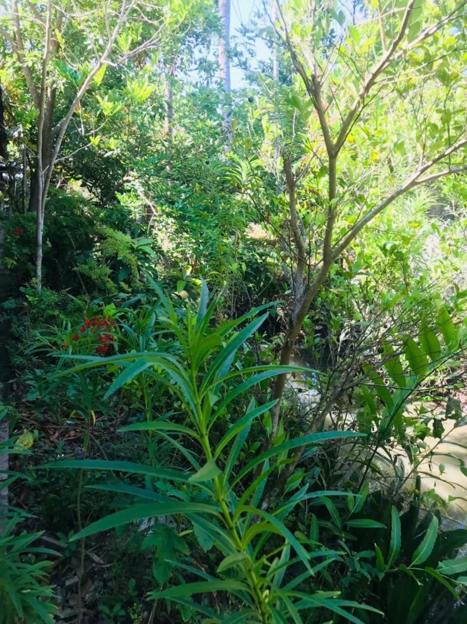 Ba Danh Homestay & Kitchen - Ben Tre Mekong Exteriér fotografie